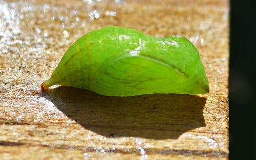 Pararge aegeria